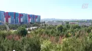 Массовая гибель деревьев наблюдается в Шымкенте