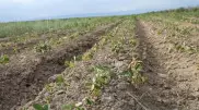Түркістан облысында шаруалар бірінен соң бірі банкротқа ұшырап жатыр