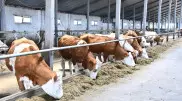Акмолинская область оказалась в лидерах по развитию сельского хозяйства