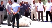 "Терпение лопнуло": сельчане вывалили мешки с мусором возле акимата в Туркестанской области