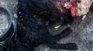 Бродячие собаки загрызли десятки овец в Акмолинской области
