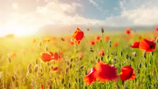 43-градусная жара придет в Казахстан