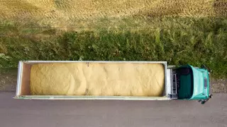 Ущерб в 660 миллионов: Сенатор возмутился нелегальным ввозом пшеницы из России