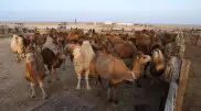 В Мангистау на субсидирование сельского хозяйства выделили 1,9 миллиарда тенге 