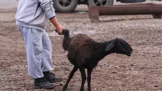 Құрбан айт-2023: Өзекті сұрақтардың жауабы