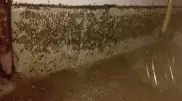 "Их миллиарды": нашествие саранчи показали на видео в Актюбинской области