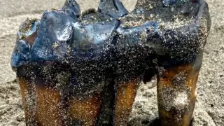 Американка нашла на пляже зуб древнего мастодонта возрастом около миллиона лет