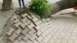 Вырвало с корнем: упавшее дерево перекрыло проезжую часть в Астане