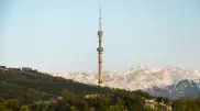 Жители Алматы пожаловались на живодера, забившего собаку молотком