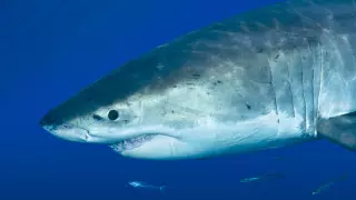 Отец, на глазах которого акула загрызла его сына в Египте, рассказал детали трагедии