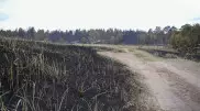 Токаев о пожаре в области Абай: Органы дали неправильный прогноз, все будут наказаны