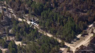 В области Абай вырубают лес для создания противопожарных разрывов