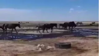 Экологи прокомментировали видео с пьющими нефть лошадьми в Мангистау