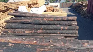 "Вывозят деревья из "Семей Орманы": полиция отреагировала на рассылку