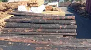 "Вывозят деревья из "Семей Орманы": полиция отреагировала на рассылку