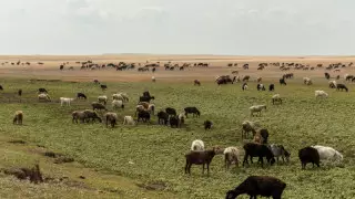 Земли бизнесмена из Forbes забрали в пользу государства в Алматинской области