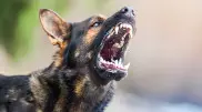 Укус собаки стоил туристке более полутора миллионов тенге
