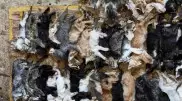 Аким Шымкента отреагировал на шокирующие кадры из отлова животных