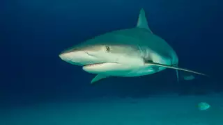 В Египте придумали как спасти туризм после ЧП с акулой-людоедом