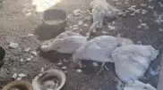 "Пьет только кровь": в ВКО неизвестное животное убивает домашних птиц