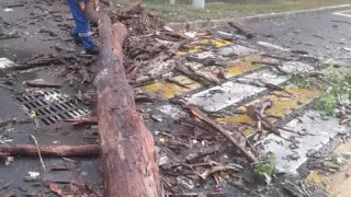 Упавшие деревья повредили авто: как возместить ущерб, ответили в акимате Алматы