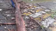 Упавшие деревья повредили авто: как возместить ущерб, ответили в акимате Алматы