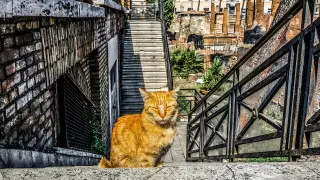 В Риме стало возможным посещение места убийства Цезаря