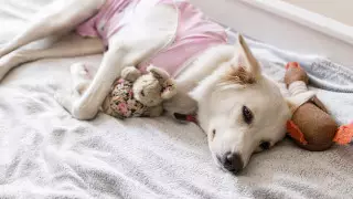 Сбор денег на стерилизацию бездомных животных объявили в Актау