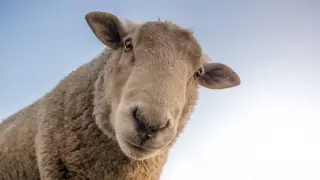 Ограничение на вывоз скота ввели в Казахстане