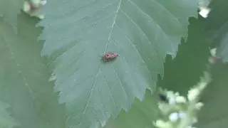 На жалобы о нашествии клопов отреагировали в акимате Алматы