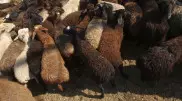 Определена цена жертвенных животных на Курбан айт в Алматы