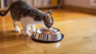 Единые требования к корму для животных хотят прописать для ЕАЭС