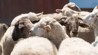 Құрбан айт - 2023: шалынатын мал бағасы биыл қалай құбылды?