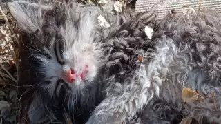 Дети забили камнями котенка во дворе дома в Отаре