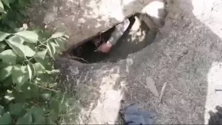 Житель поселка Бестобе вырыл пролаз на золоторудные шахты