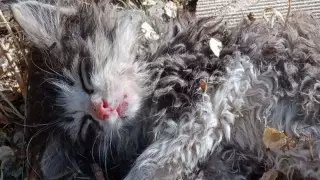 Забили камнями котенка в селе Отар: полиция установила детей