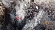 Забили камнями котенка в селе Отар: полиция установила детей