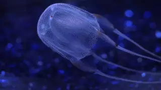 Самое опасное существо в мире угрожает туристам в Таиланде