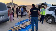 Почти 100 килограммов осетровых незаконно выловили в Мангистау