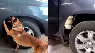 Собака КНБ учуяла странный груз у казахстанца на границе в Жамбылской области