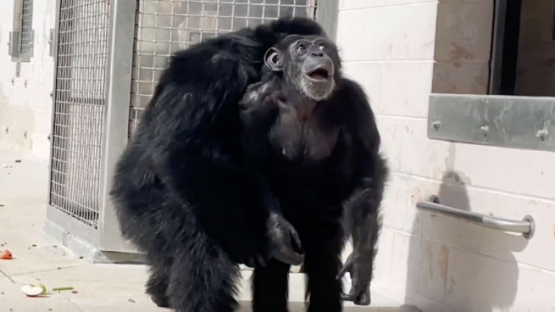 Кадр из видео.