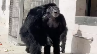 Впервые увидела небо: реакция лабораторной шимпанзе растрогала пользователей соцсетей