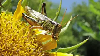 "Труба нашему урожаю". Гигантские стаи голодной саранчи атаковали Костанайскую область