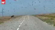 В Минсельхозе рассказали, как борются с нашествием саранчи в Костанайской области