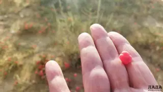 Аборигенным растением заинтересовались туристы в Мангистау