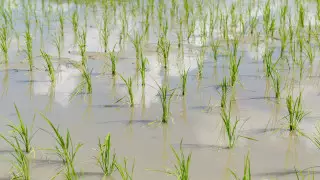 Сократить посевы риса из-за нехватки воды призвала министр экологии