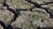 Сильная засуха грозит двум регионам Казахстана