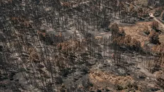 Сухая трава горела в Кызылжарском лесничестве