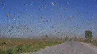Видео нашествия саранчи напугало жителей Атырауской области