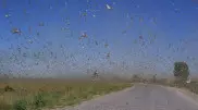 Видео нашествия саранчи напугало жителей Атырауской области
